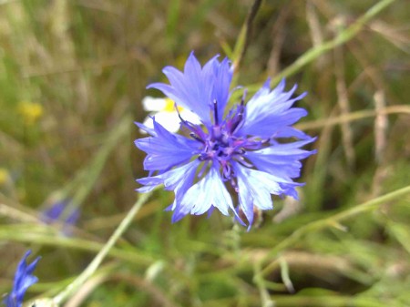 Bleuet des champs